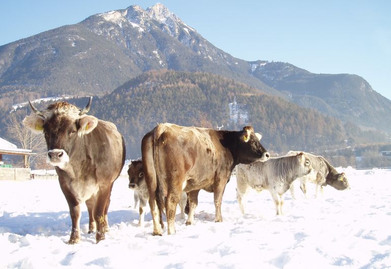 Das Tiroler Grauvieh