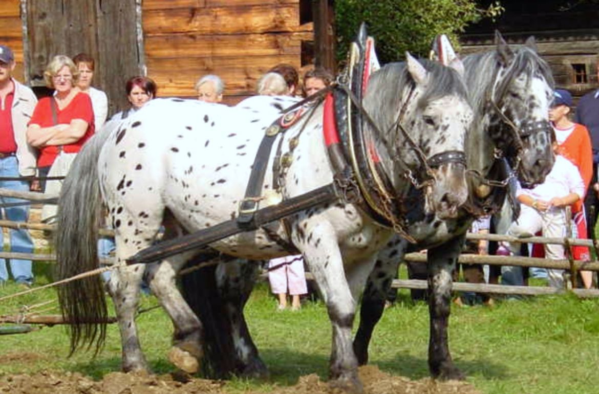 Noriker Tigerschecken in traditioneller Anspannung