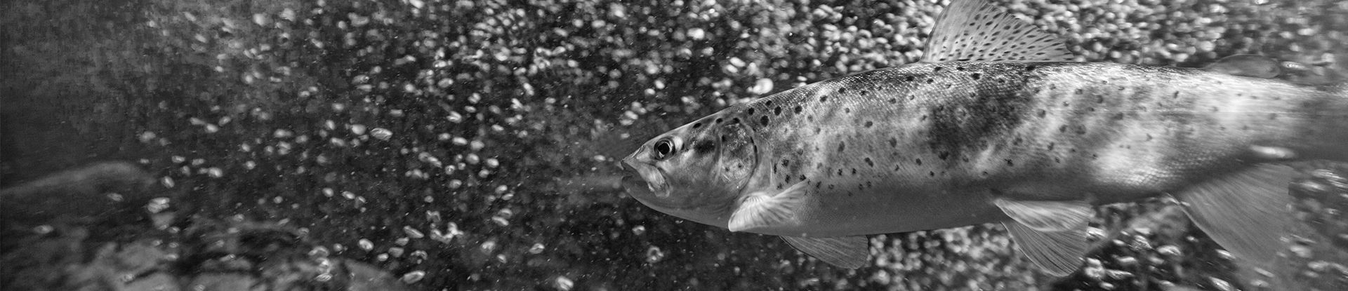 Fische