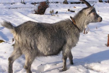 Die Blobe Ziege Die Blobe Ziege