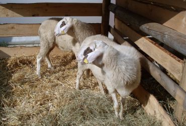 Das Kärnter Brillenschaf Das Kärnter Brillenschaf