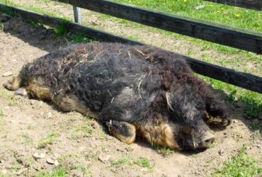 Das Mangalitza Schwein (Wollschwein)