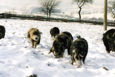 Das Turopolje Schwein