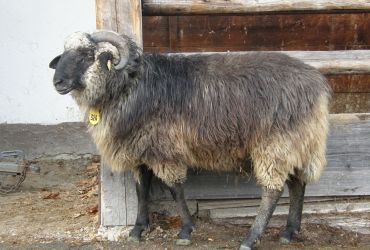 Das Alpine Steinschaf