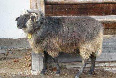 Das Alpine Steinschaf