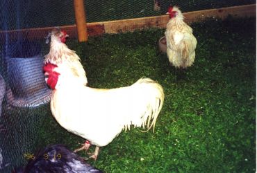 Das Altsteirer Huhn