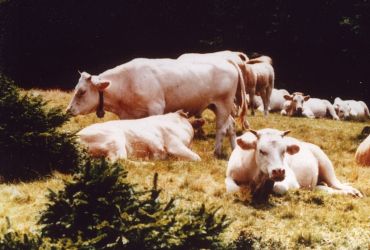 Das Kärntner Blondvieh