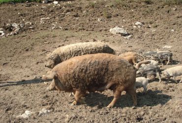 Das Mangalitza Schwein (Wollschwein)
