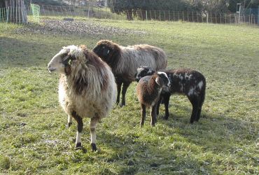 Das Montafoner Steinschaf