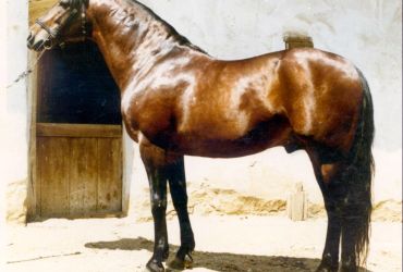Das Altösterreichische Warmblut