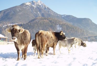 Das Tiroler Grauvieh