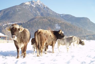 Das Tiroler Grauvieh
