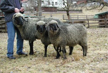 Das Tiroler Steinschaf