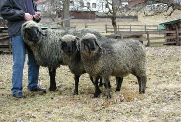 Das Tiroler Steinschaf