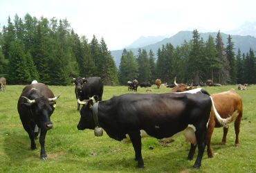 Das Tux-Zillertaler Rind