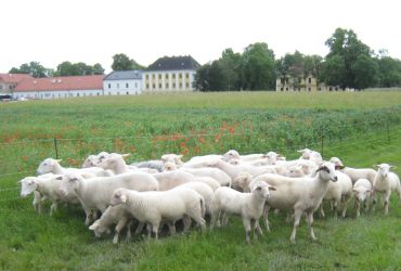 Das Waldschaf
