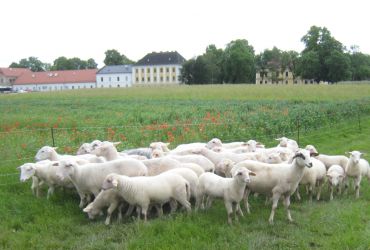 Das Waldschaf