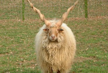 Das Zackelschaf