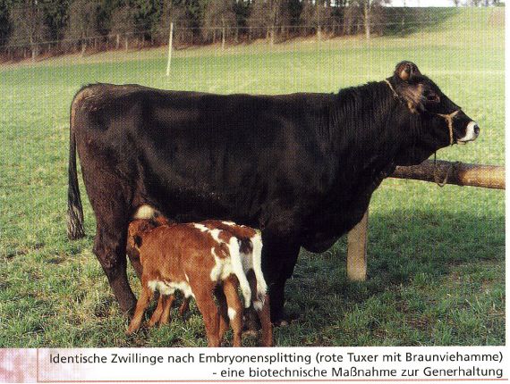 Identische Zwillige nach Embryonensplittung (rote Tuxer mit Braunviehamme) - eine biotechnische Maßnahme zur Generhaltung Identische Zwillige nach Embryonensplittung (rote Tuxer mit Braunviehamme) - eine biotechnische Maßnahme zur Generhaltung