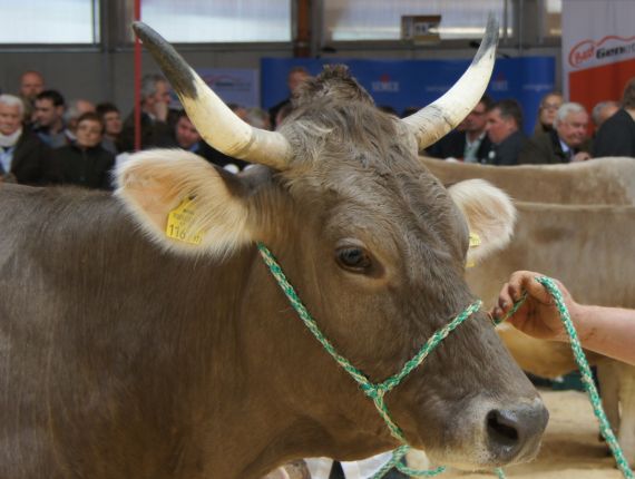 Orig. Braunviehkuh PERLE Orig. Braunviehkuh PERLE