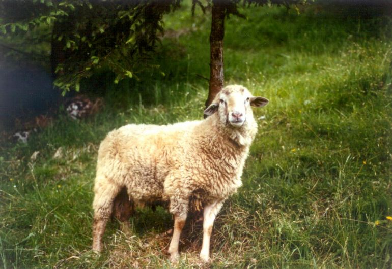 Das Alpine Steinschaf