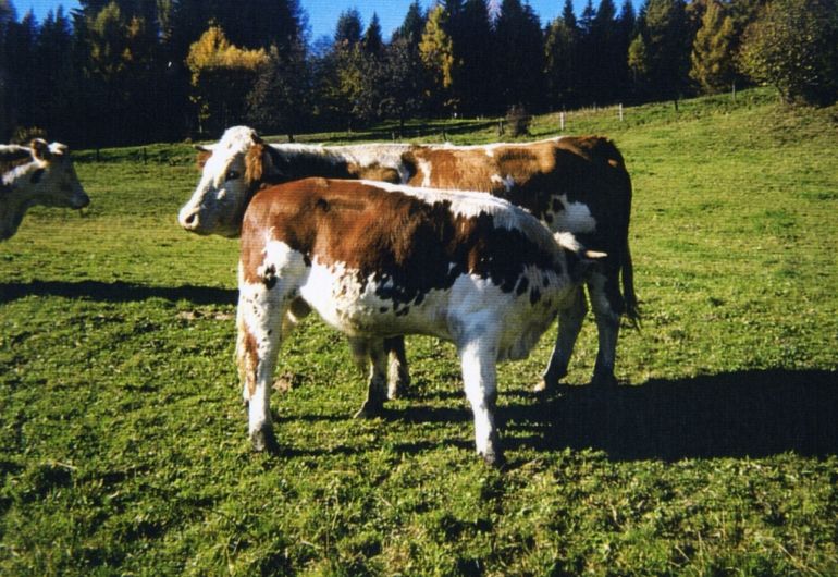 Die Ennstaler Bergschecken