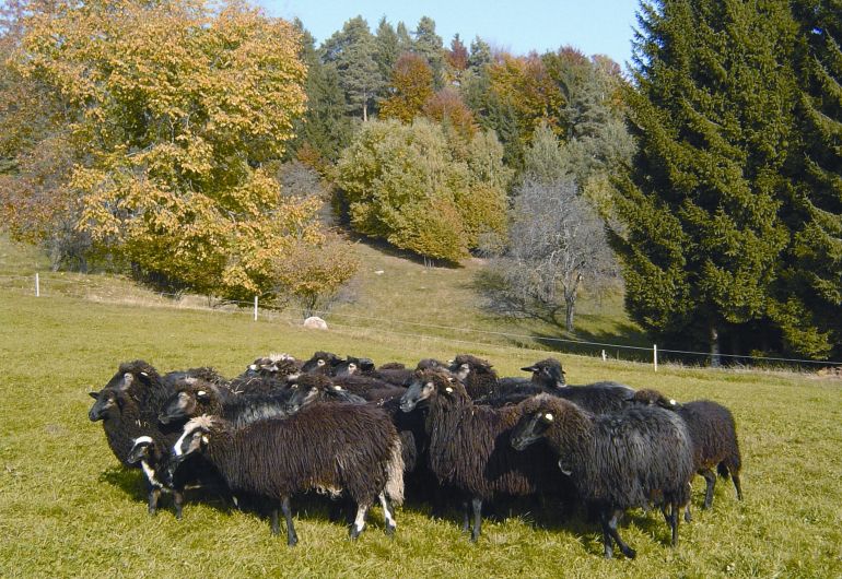 Das Krainer Steinschaf