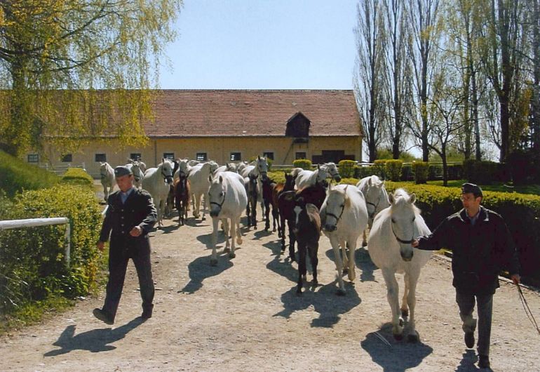 Der Lipizzaner