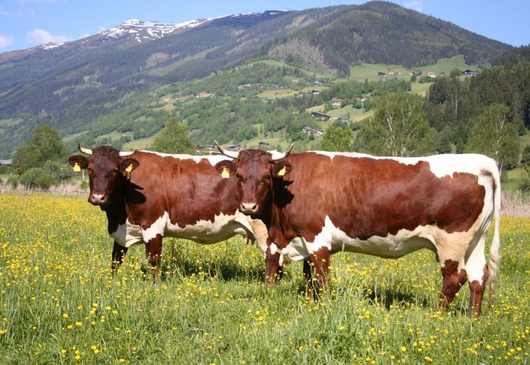 Das Original Pinzgauer Rind