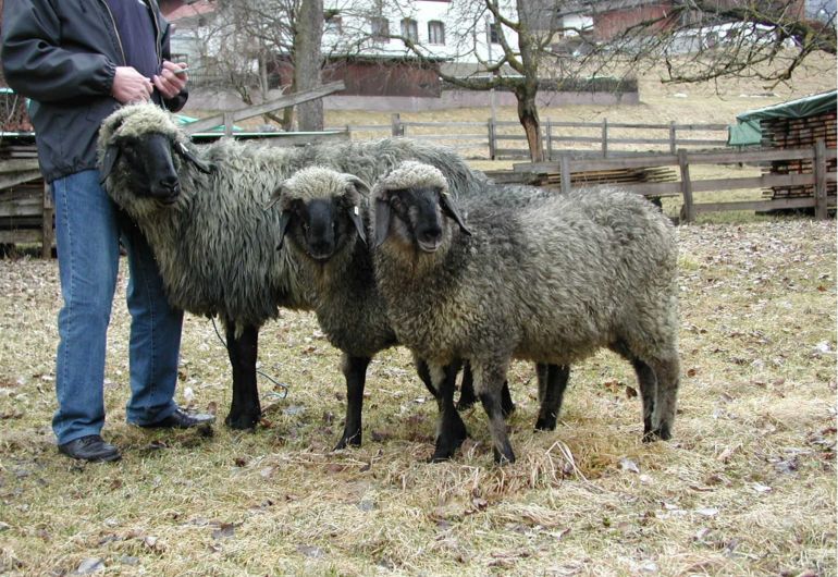 Das Tiroler Steinschaf