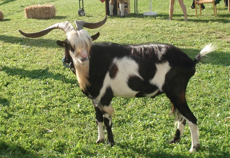 Tauernscheckenbock Landesschau Salzburg 2011