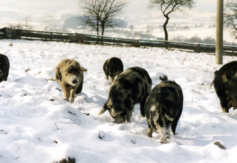 Das Turopolje Schwein