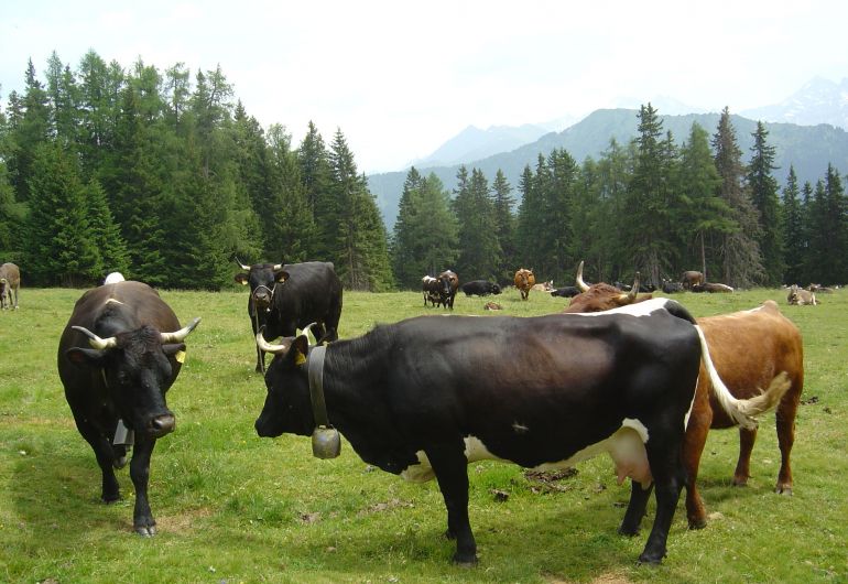 Das Tux-Zillertaler Rind