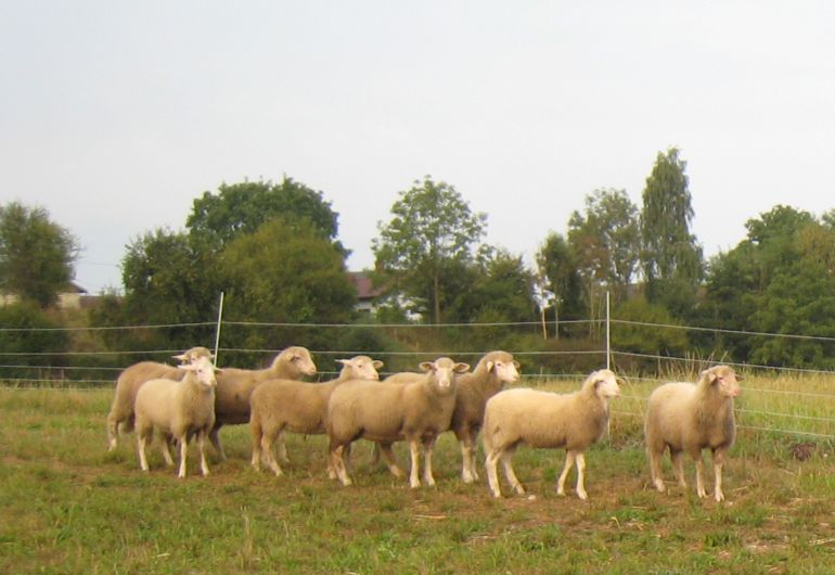 Das Waldschaf